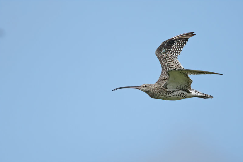 Curlew (Numenius arquata)