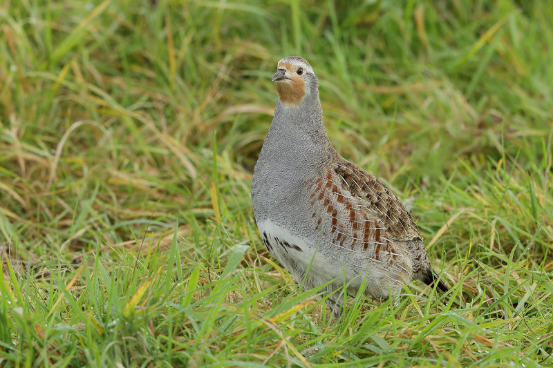 Grey Partridge (Perdix perdix)