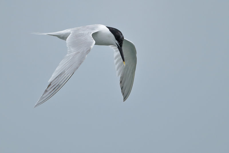 Sandwich Tern (Thalasseus sandvicensis)