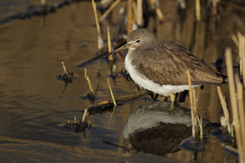 Green Sandpiper (Tringa ochropus) 