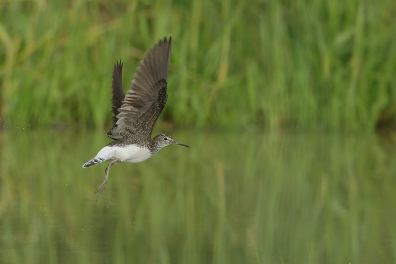 Green Sandpiper (Tringa ochropus) 