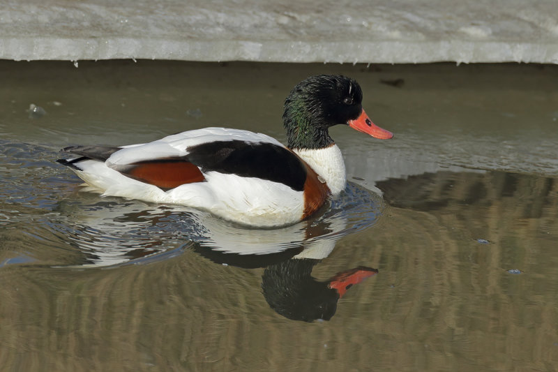 Common Shelduck (Tadorna tadorna)