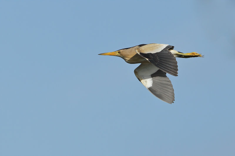 Little Bittern (Ixobrychus minutus) 