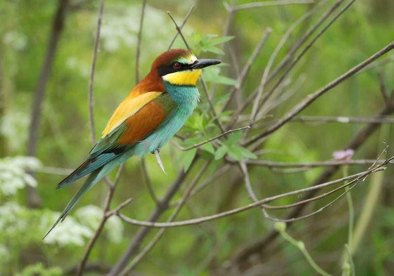 European Bee-eater (Merops apiaster)