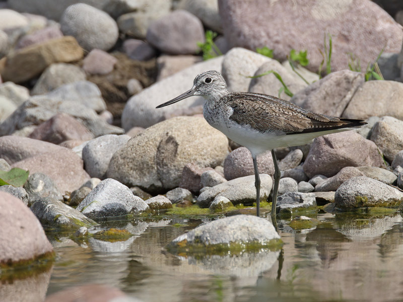 Common Greenshank (Tringa nebularia) 