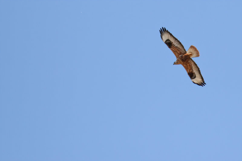Long-legged Buzzard (Buteo rufinus)