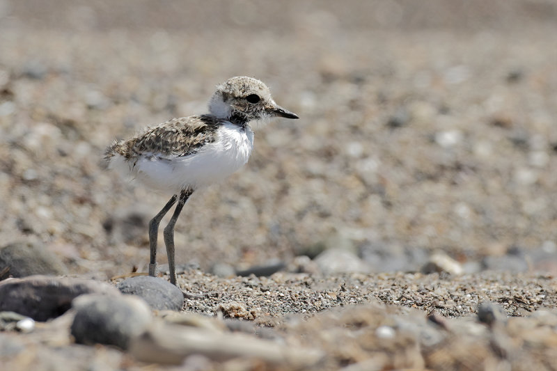 Kentish Plover (Charadrius alexandrinus)