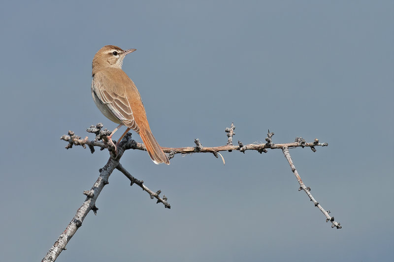 Eastern Rufous-tailed Scrub-robin (Cercotrichas galactotes)