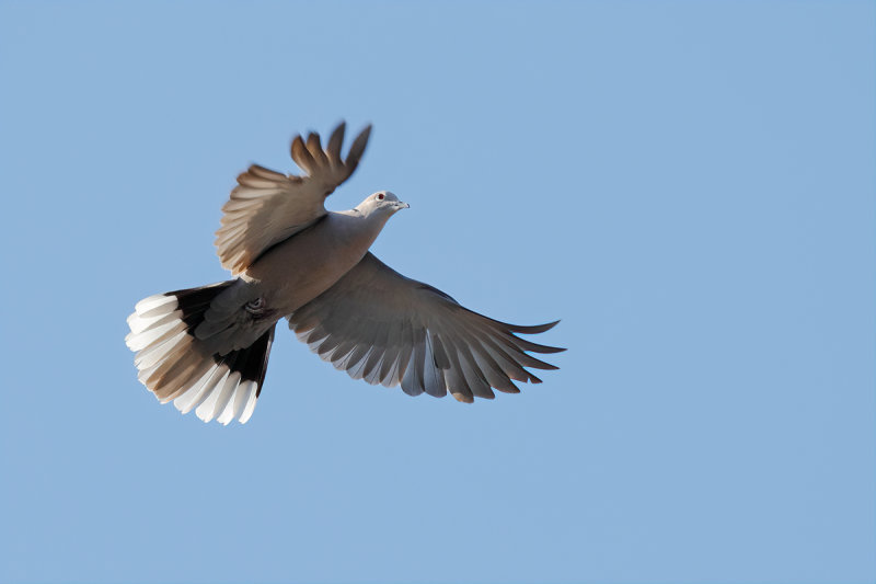 Eurasian Collared Dove (Streptopelia decaocto)