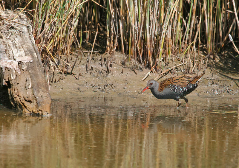 Water Rail (Rallus aquaticus)