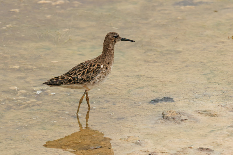 Ruff (Philomachus pugnax)