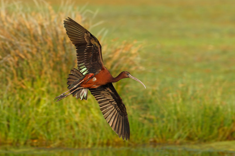 Glossy Ibis (Plegadis falcinellus)