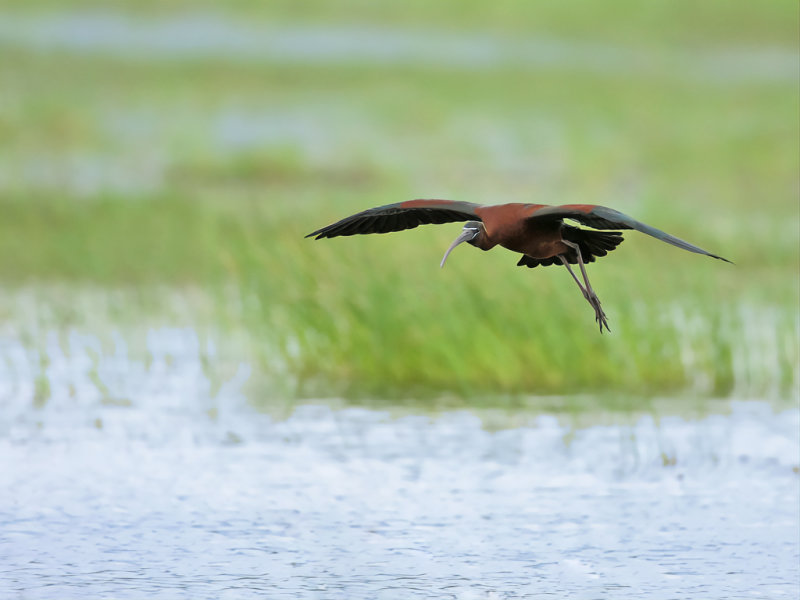 Glossy Ibis (Plegadis falcinellus)