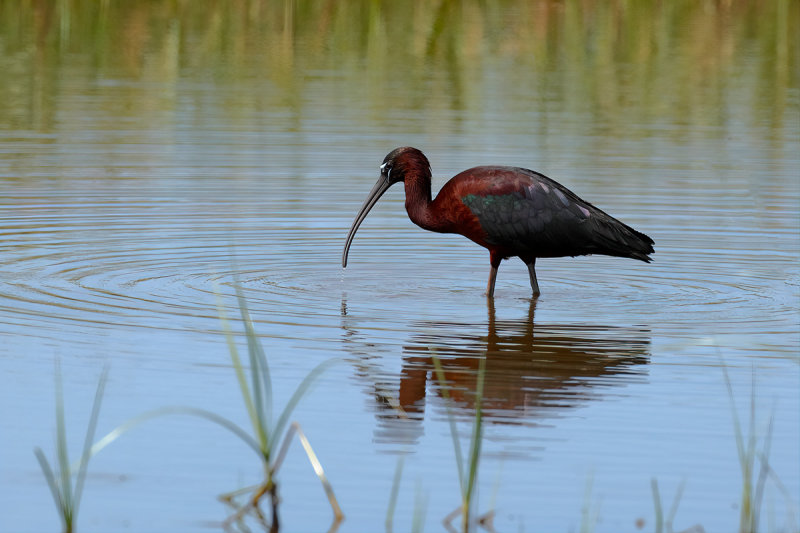 Glossy Ibis (Plegadis falcinellus)