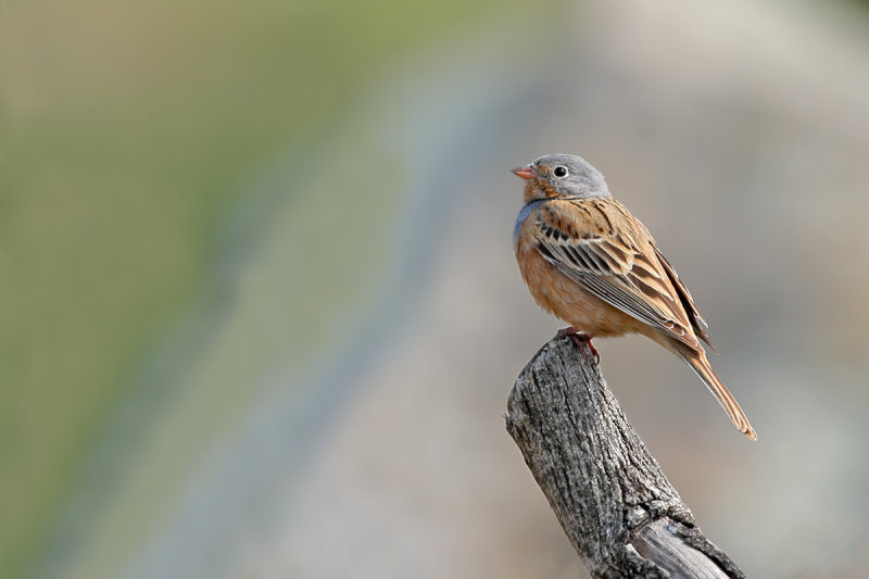 Cretzschmar's Bunting (Emberiza caesia)