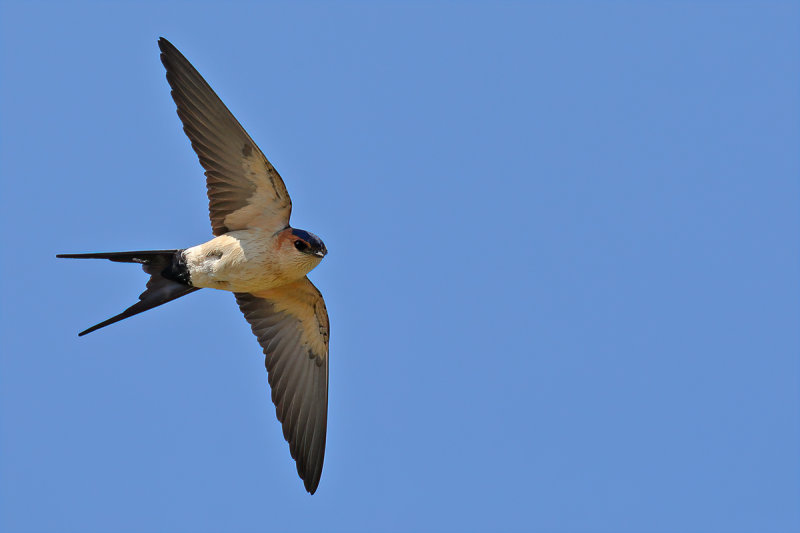 Red-rumped Swallow (Cecropis daurica rufula) 