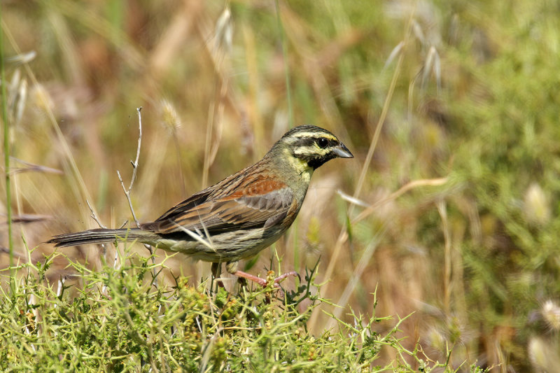 Cirl Bunting - Emberiza cirlus