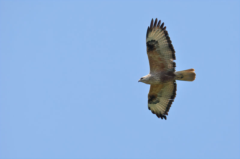 Long-legged Buzzard (Buteo rufinus)