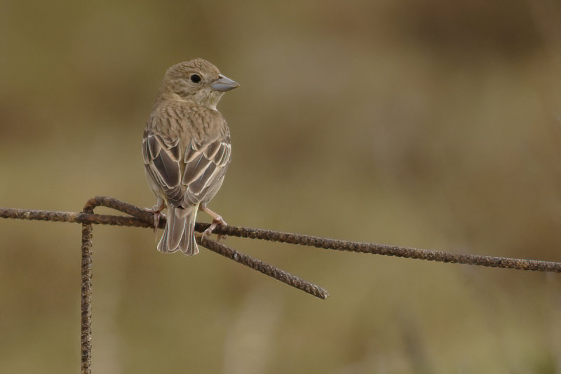 Black-headed Bunting (Emberiza melanocephala)