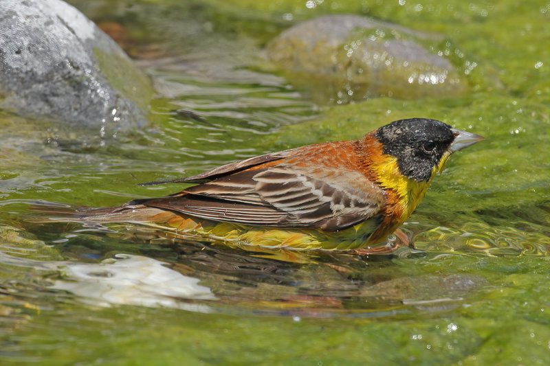 Black-headed Bunting (Emberiza melanocephala)