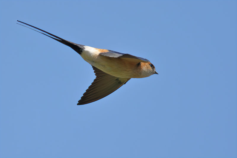 Red-rumped Swallow (Cecropis daurica rufula) 