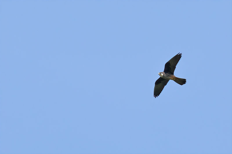 Eleonora's Falcon (Falco eleonorae)