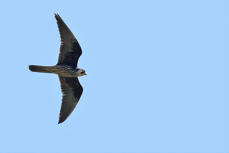 Eleonora's Falcon (Falco eleonorae)