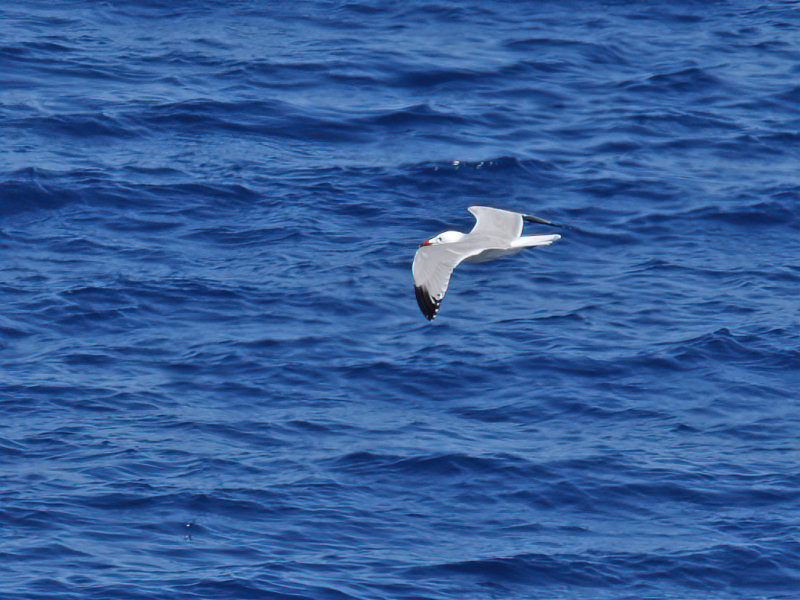 Audouin's gull (Ichthyaetus audouinii)