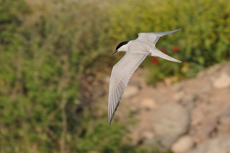 Gull-billed Tern (Gelochelidon nilotica) 