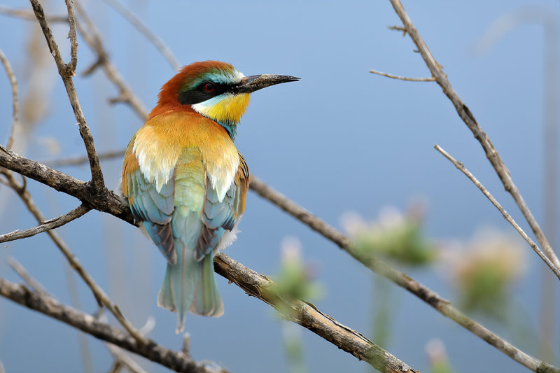 European Bee-eater (Merops apiaster)