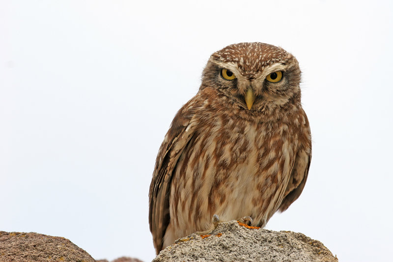 Little Owl (Athene noctua)