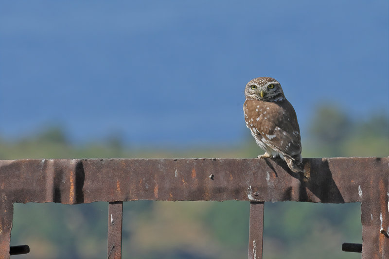 Little Owl (Athene noctua)