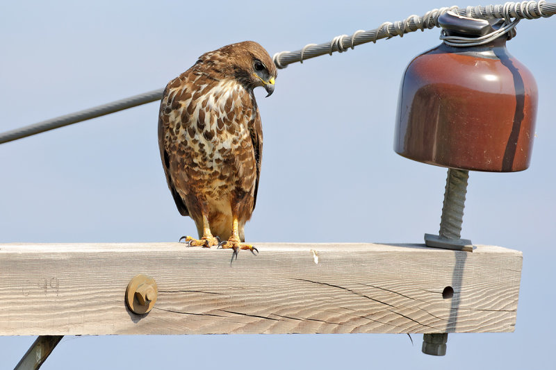 Common Buzzard (Buteo buteo) 