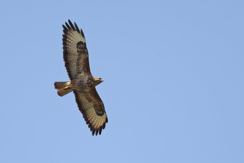 Steppe buzzard (Buteo buteo vulpinus)