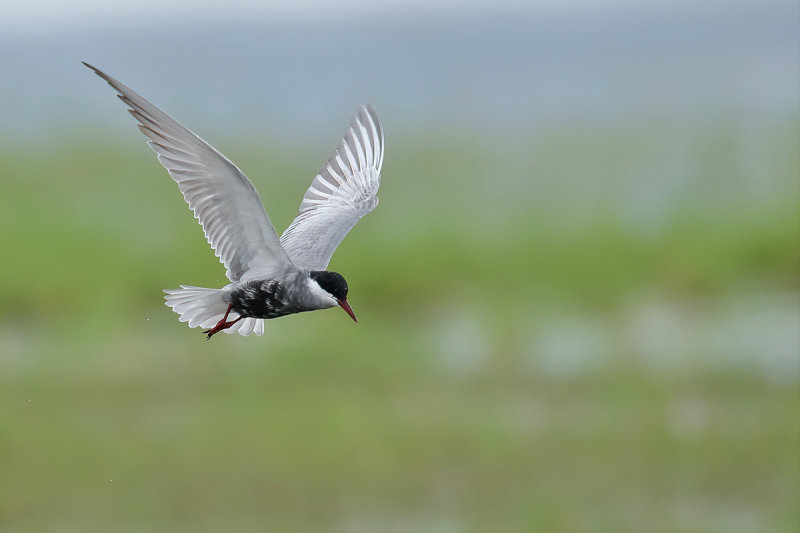 Whiskered Tern (Chlidonias hybridus)