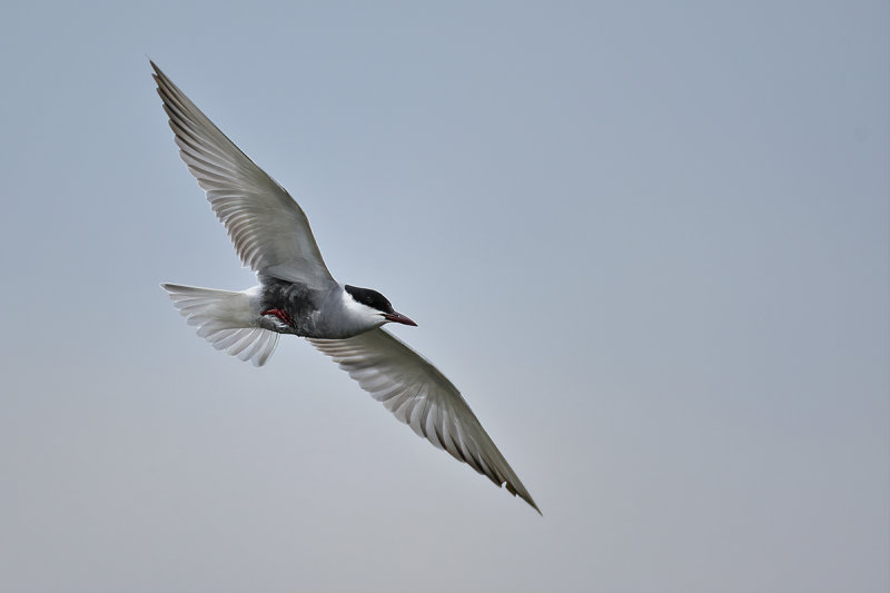 Whiskered Tern (Chlidonias hybridus)