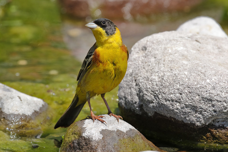 Black-headed Bunting (Emberiza melanocephala)