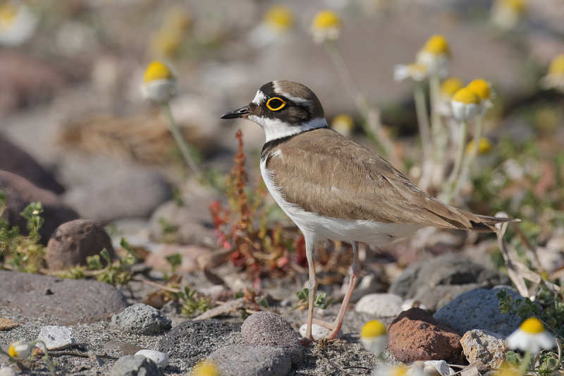 Gallery Little Ringed Plover
