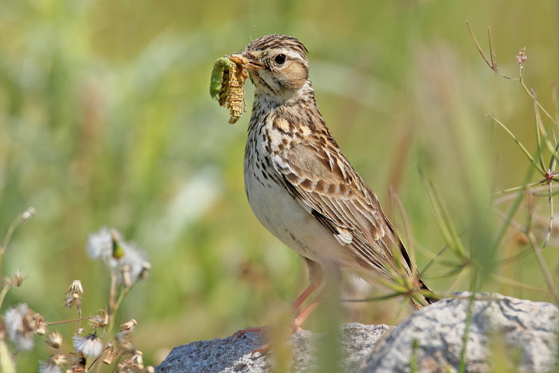 Woodlark (Lullula arborea) 