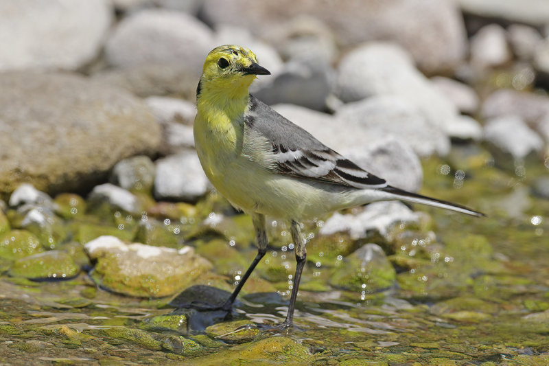 Citrine Wagtail (Motacilla citreola)