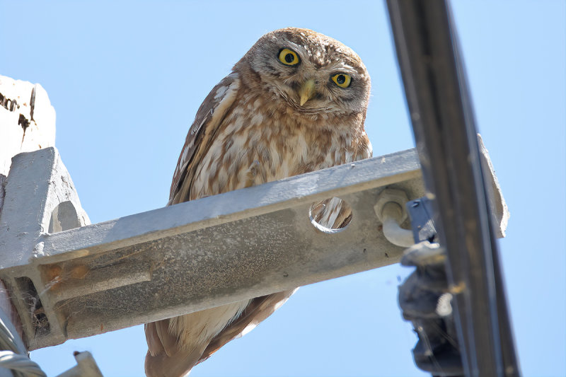 Little Owl (Athene noctua)