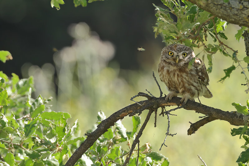 Little Owl (Athene noctua)