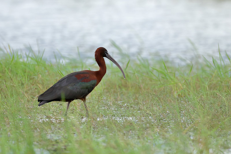 Glossy Ibis (Plegadis falcinellus)