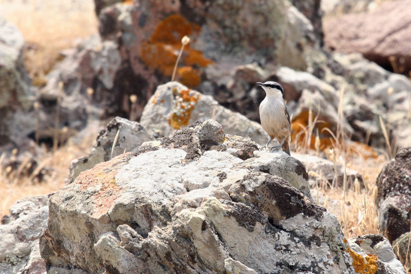 Rock Nuthatch (Sitta neumayer)