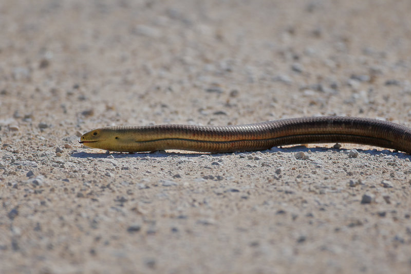 Glass lizard - (Pseudopus apodus)