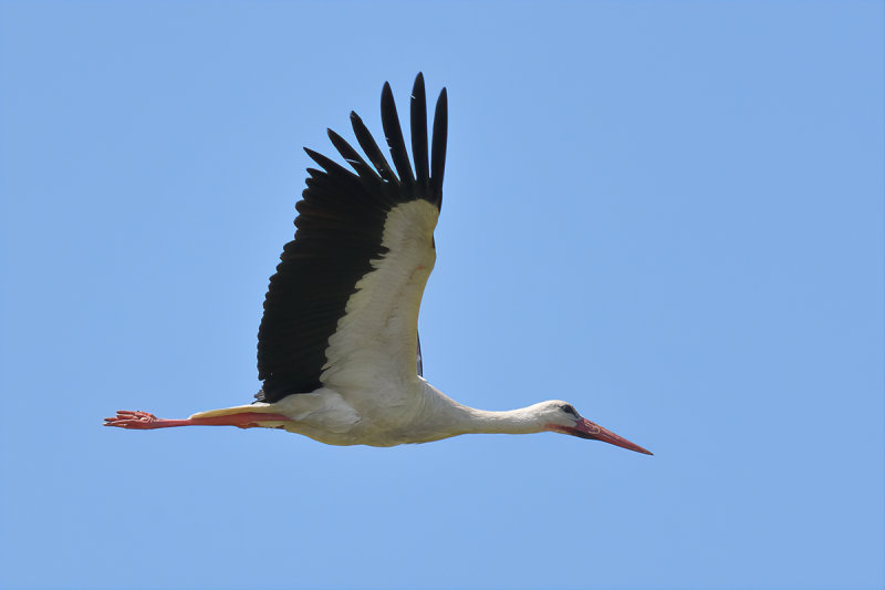 White Stork (Ciconia ciconia) 