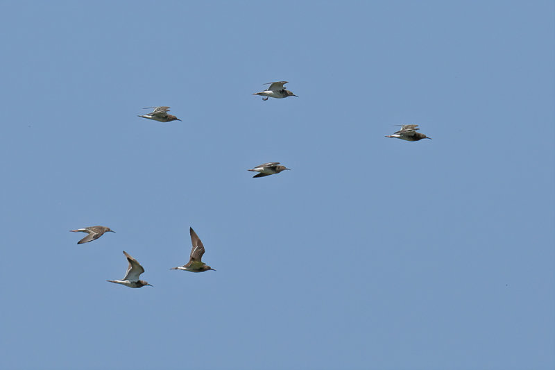 Ruff (Philomachus pugnax) 