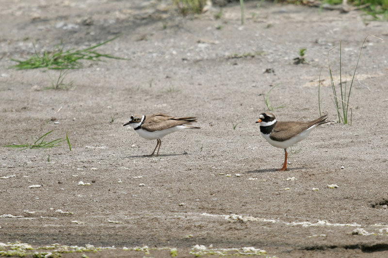 Little Ringed Plover (Charadrius dubius) and Ringed Plover (Charadrius hiaticula)