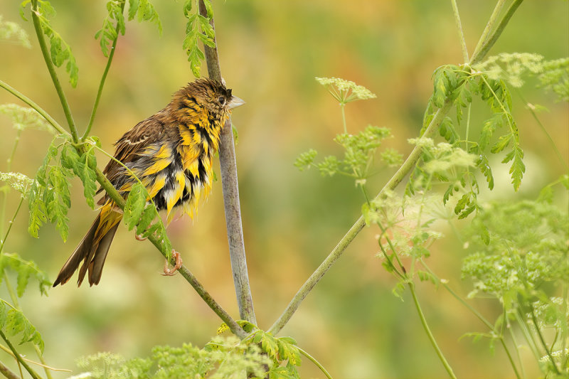 Black-headed Bunting (Emberiza melanocephala)