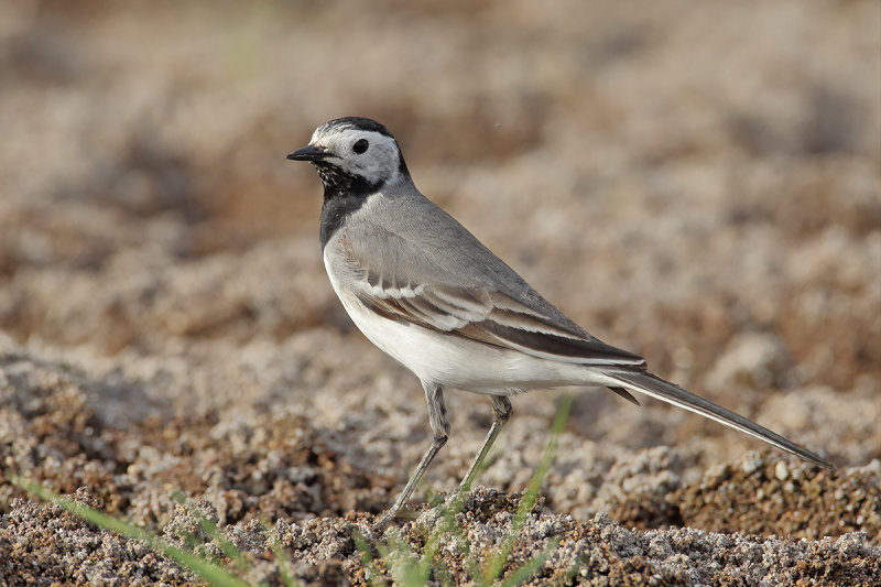 White Wagtail (Motacilla alba)